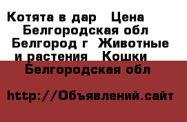 Котята в дар › Цена ­ 0 - Белгородская обл., Белгород г. Животные и растения » Кошки   . Белгородская обл.